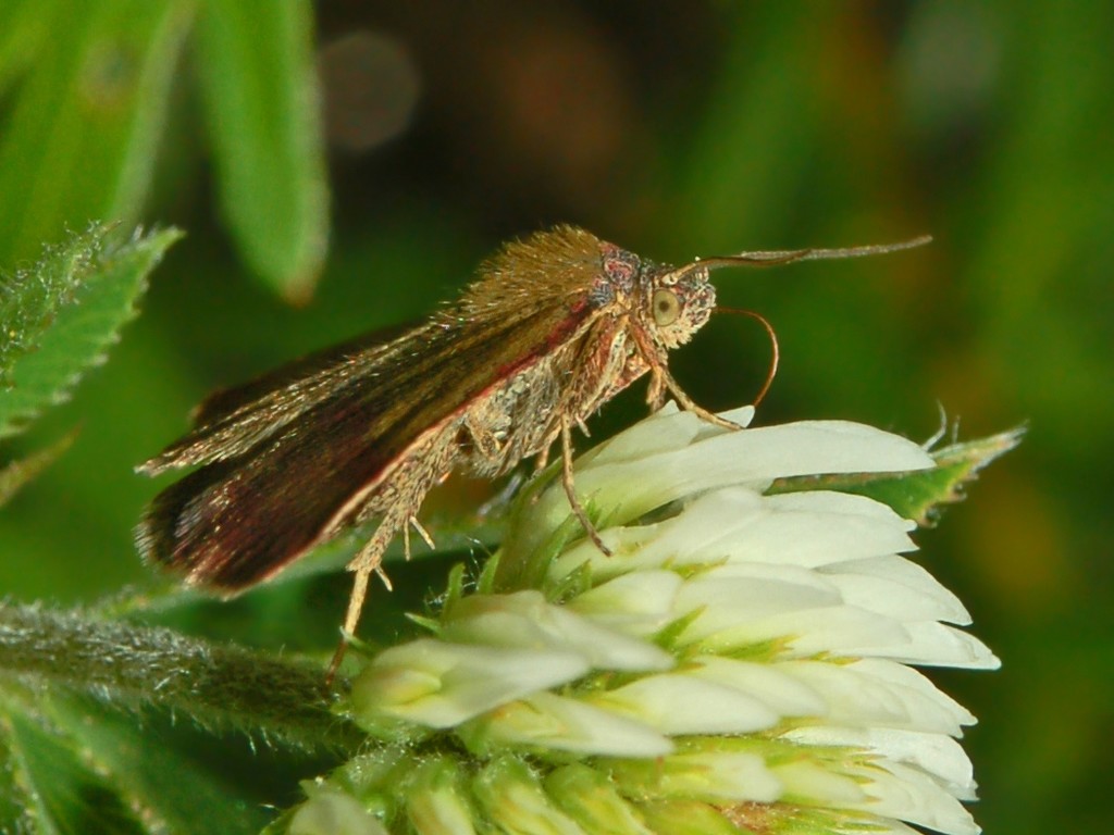 Delle bande color porpora - Phytometra viridaria